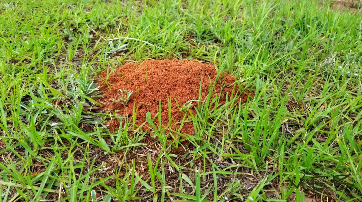Fire Ant Hill