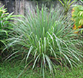 Citronella Grass