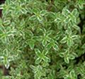 Lemon Thyme