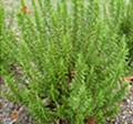 Rosemary