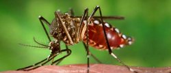 image of mosquito - how to keep mosquitos away