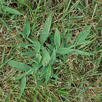 What Is Crabgrass?