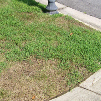 How to get rid of crabgrass without chemicals – Best way to control crabgrass