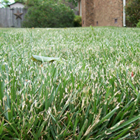 Frayed grass from a dull mower blade.