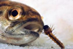Mosquito Larvae