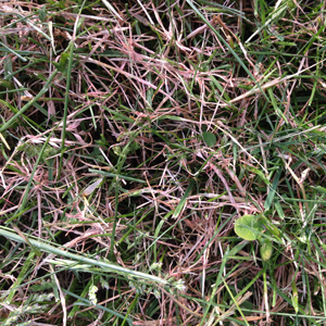 How To Control Red Thread Disease in Your Lawn