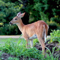 kill ticks in backyard, deer carrying ticks