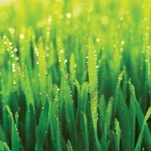 Dew on the lawn - natural watering