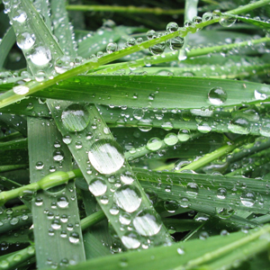 Water dew drops on the lawn - natural watering