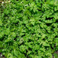 Chickweed