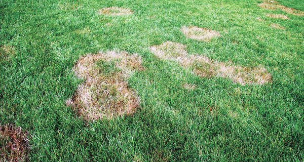 How To Patch Holes In Your Lawn A Step-by-Step Guide | tunersread.com