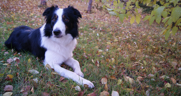 Dog In Yard