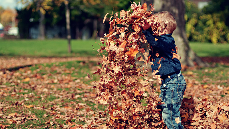 Fall Lawn