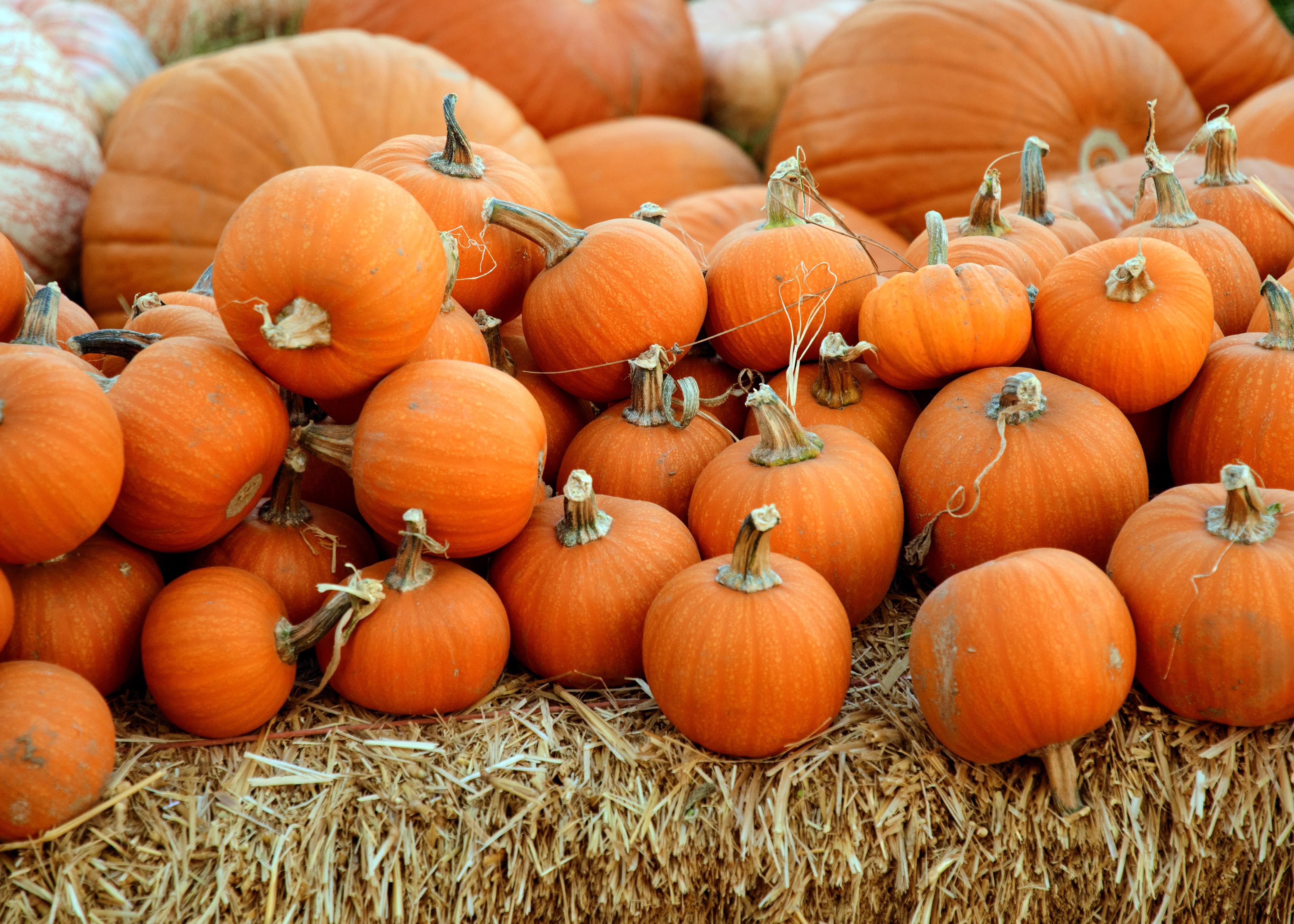 Pumpkin Stack