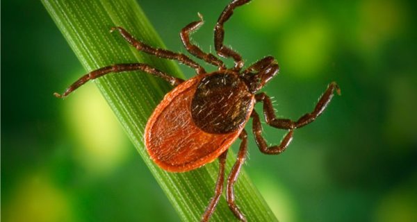 Picture of tick representing the concept - repelling ticks naturally and kill ticks in backyard