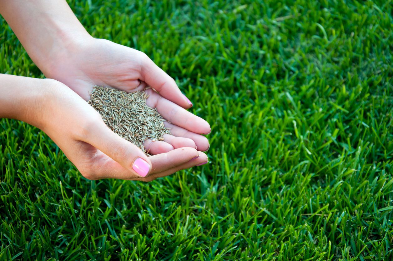 How To Grow Grass - Tips for a Newly Seeded Lawn | NaturaLawn® of