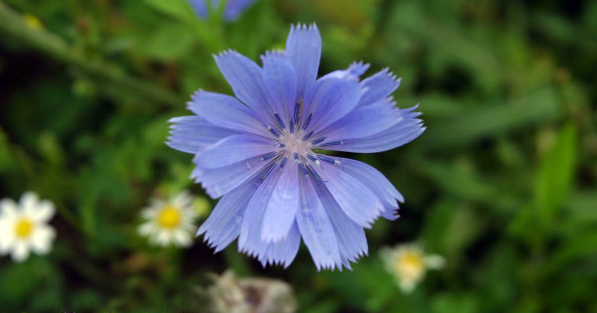 Edible Weeds