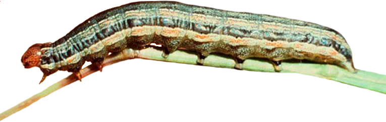 Armyworm