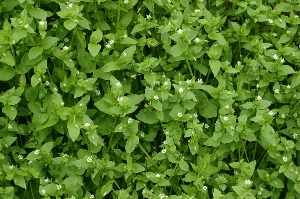 Chickweed