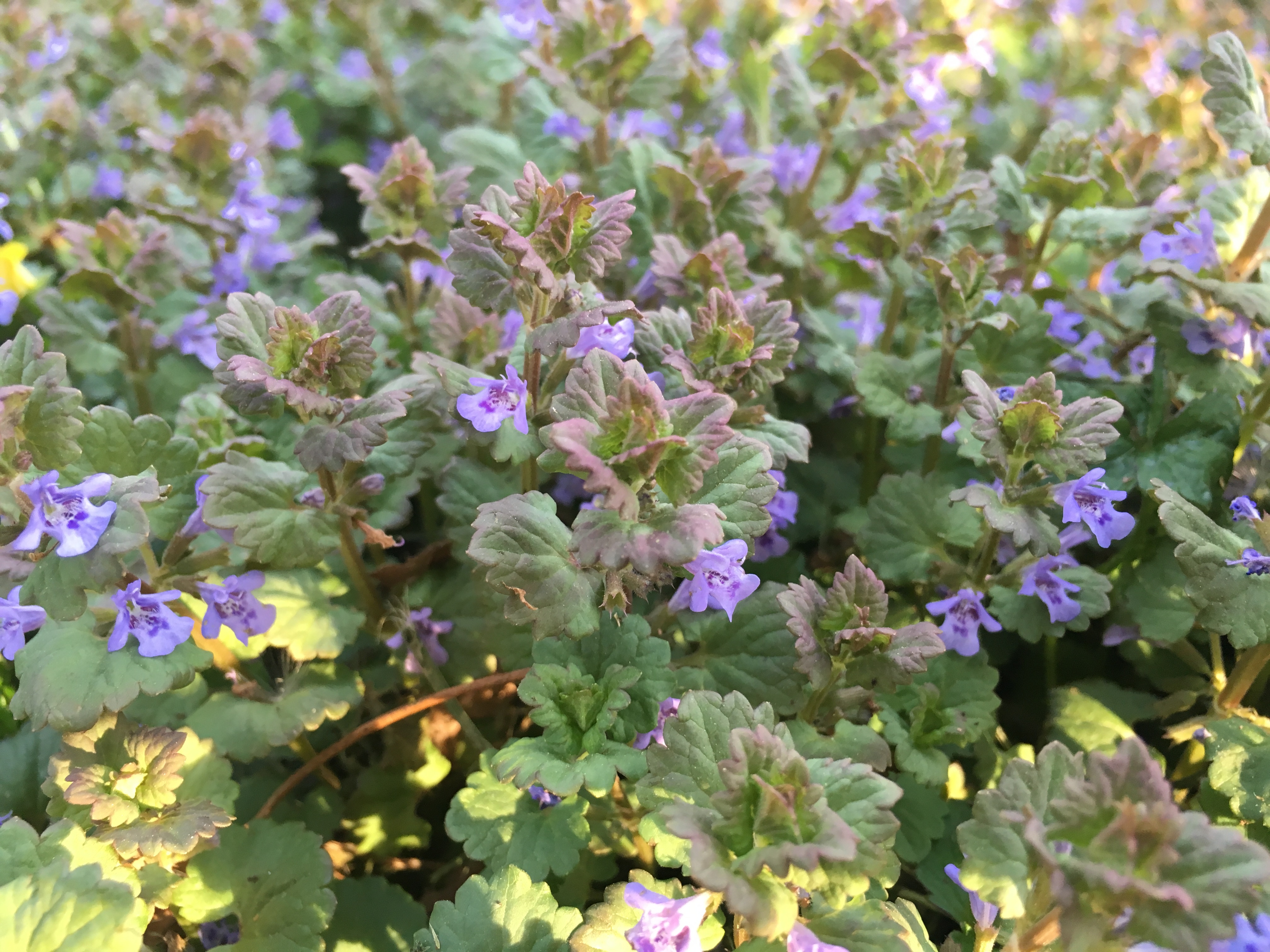 Henbit