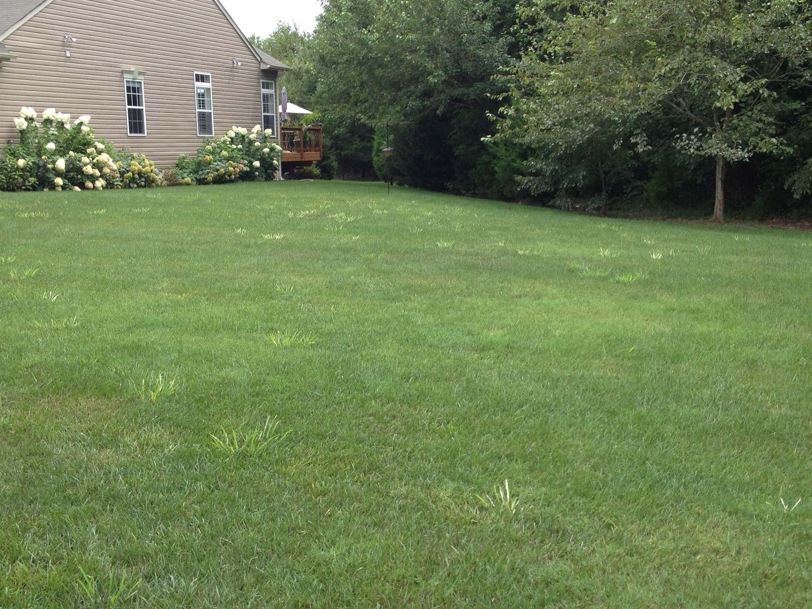 Yard with patches of Dallisgrass