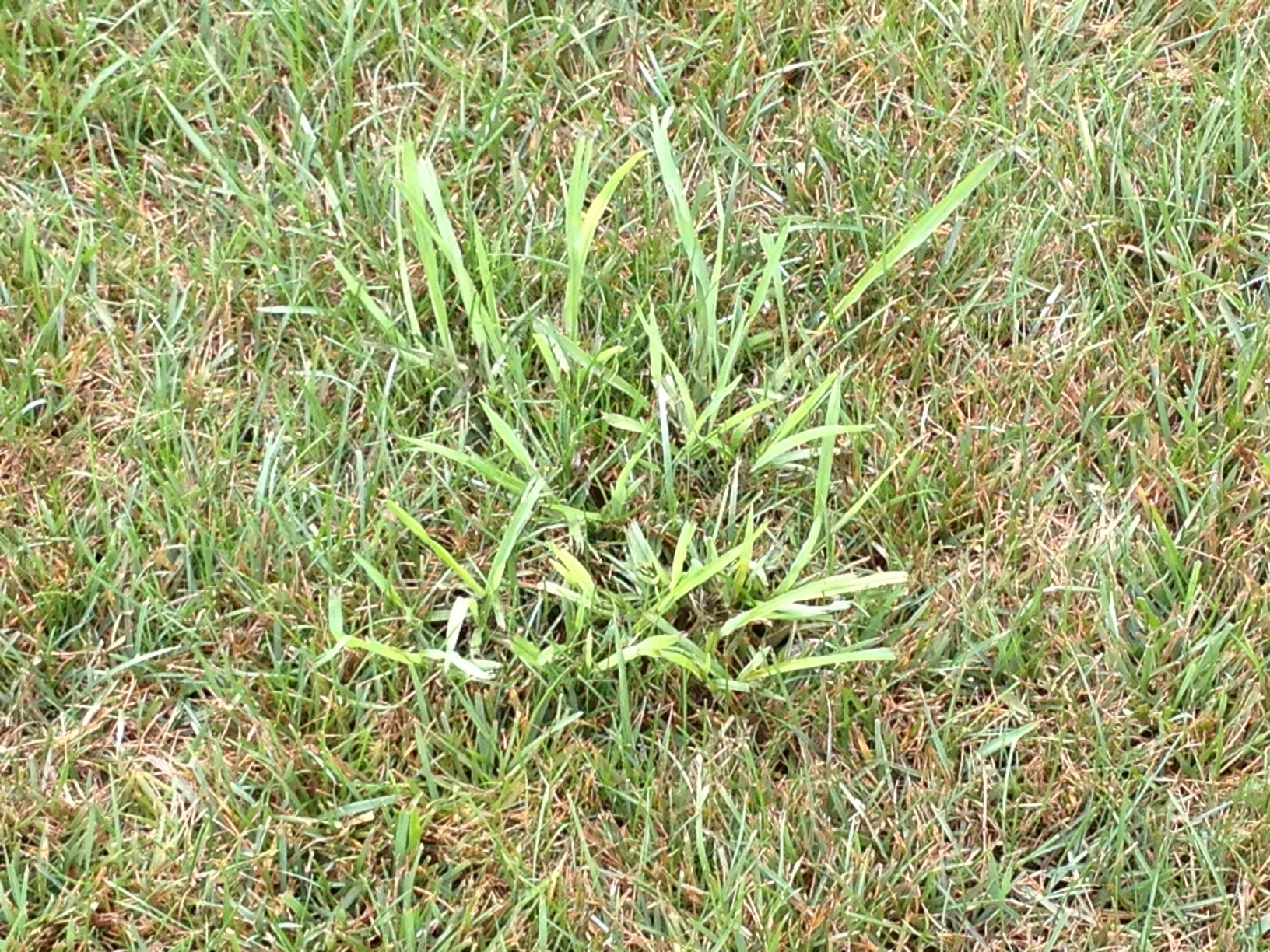 Dallisgrass in a yard in need of weed control