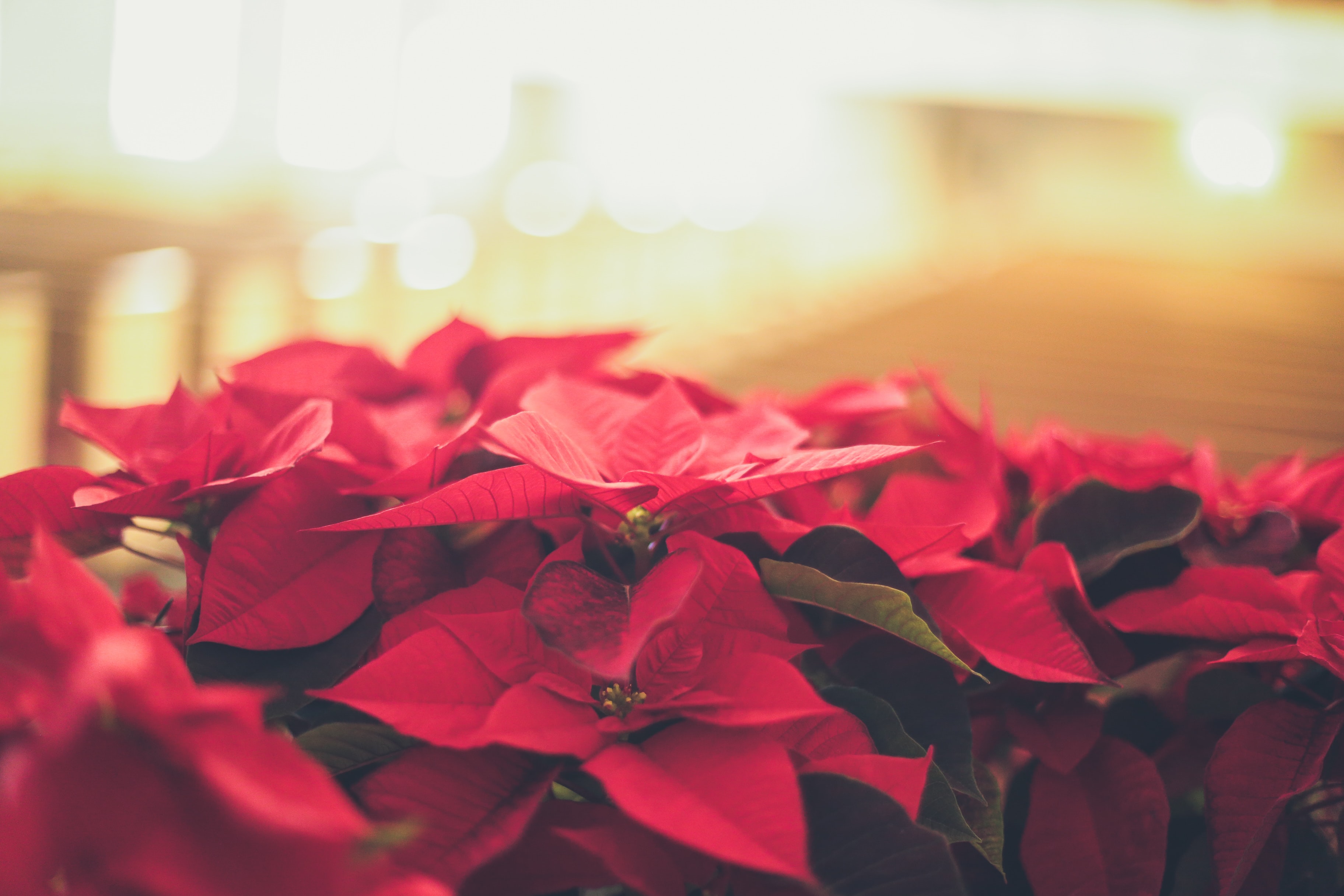 Poinsettias