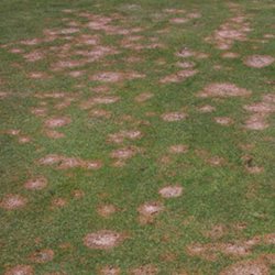 How to treat snow mold