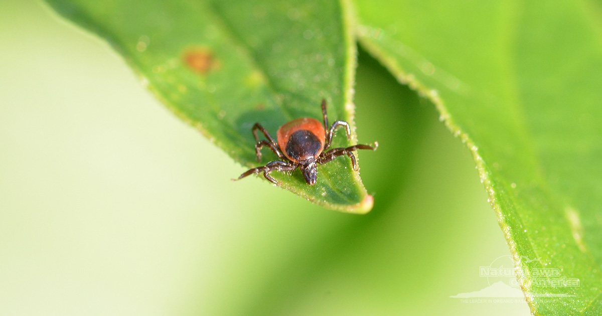 Understanding and Preventing Tick Bites