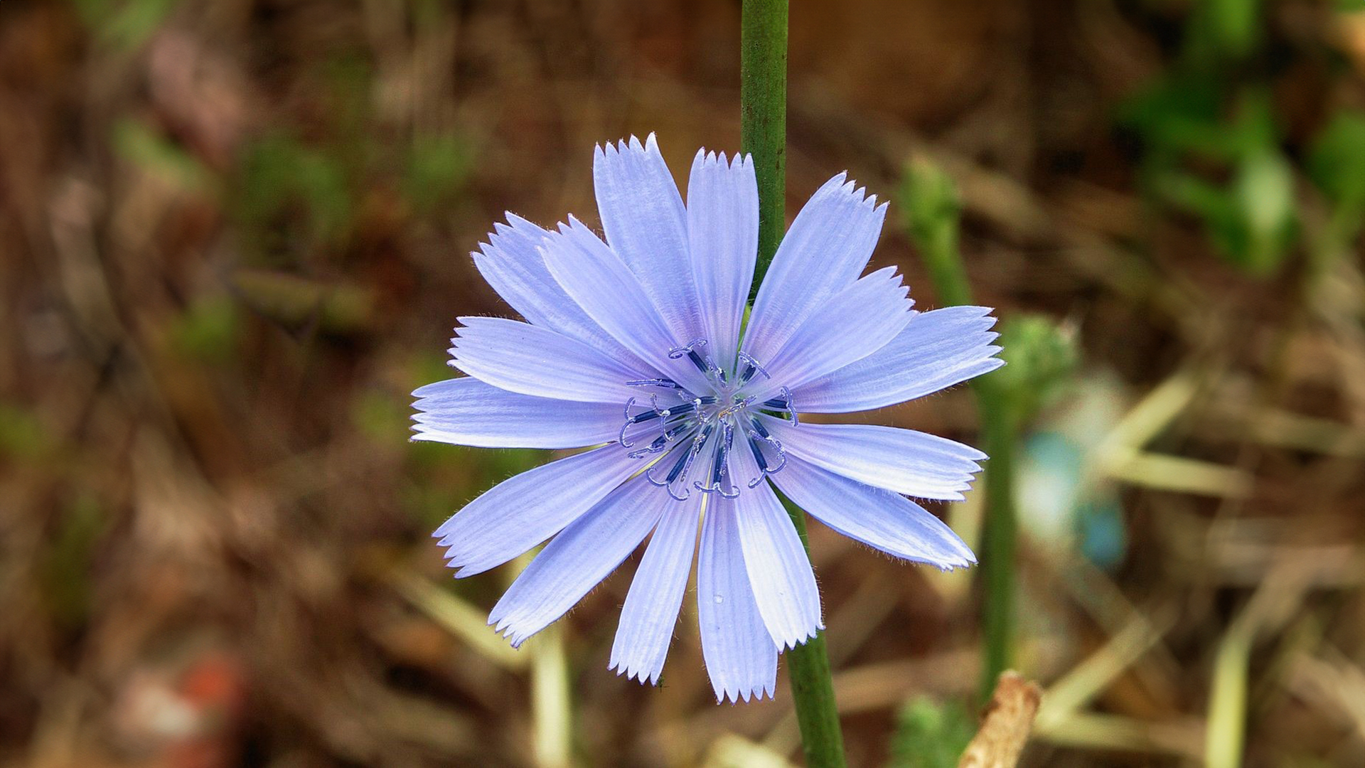 Chicory