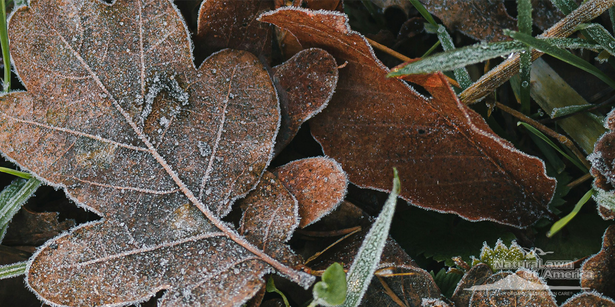 Preparing your Lawn for Winter