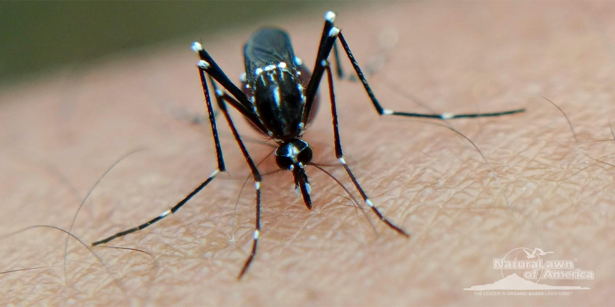 Understanding Tick and Mosquito Borne Illnesses