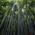Bamboo, edible yard weed