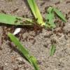 Fire Ant Control Service