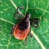 Flea & Tick Treatment