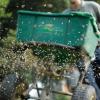 Lawn Aeration & Seeding Service