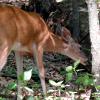 Natural Deer Deterrent Solutions: Preserve Your Landscape with NaturaLawn® of America