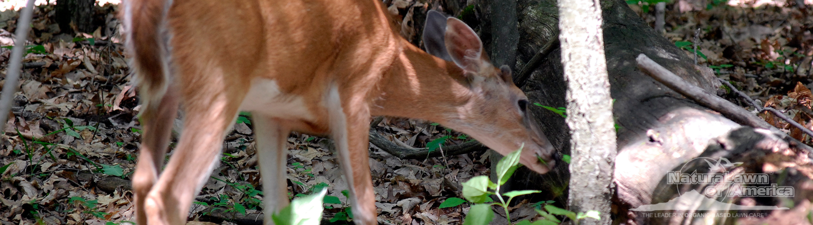 deer in lawn triggering need for natural deer deterrents