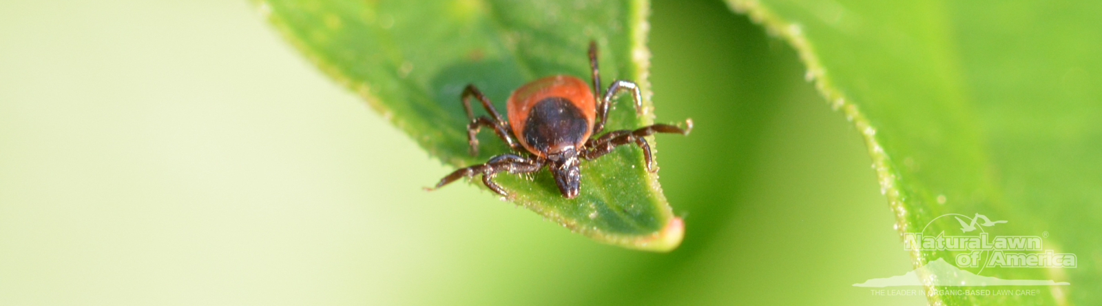 Understanding and Preventing Tick Bites
