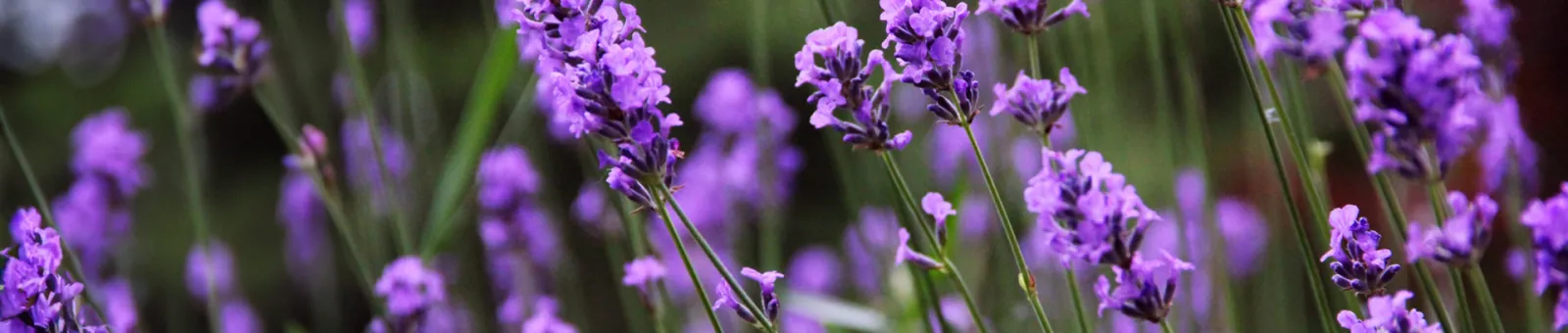 Lawn Pests
