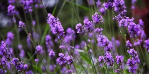 Lawn Pests