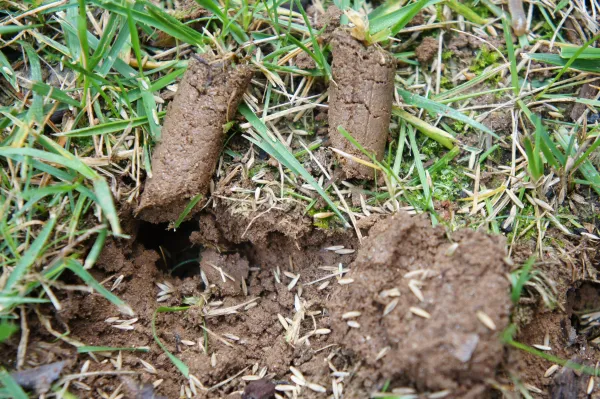 Image 1 - How to Grow Grass - Tips for a Newly Seeded Lawn