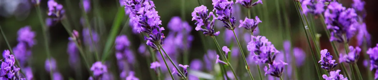 Eastern Equine Encephalitis (EEE): Protect Your Family with Mosquito Control
