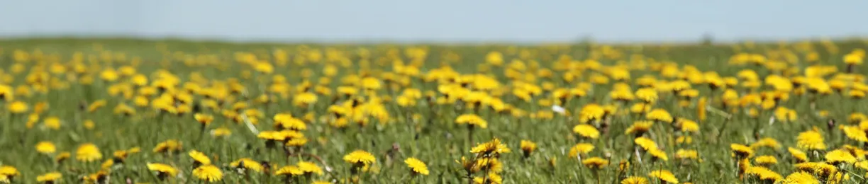 Top 10 Edible Yard Weeds