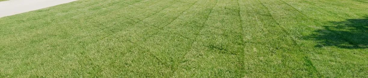 November Lawn Care Tips: Your Essential Lawn Care Checklist