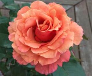 Rose Bush Care
