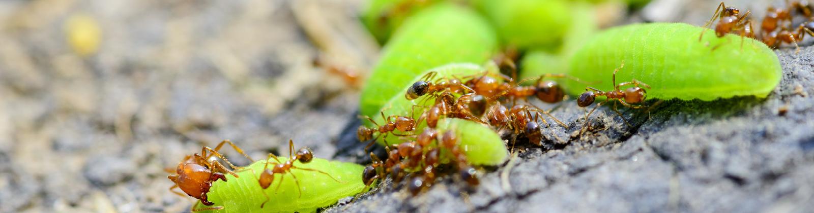 Fire Ant Control near me - Organic fire ant killer