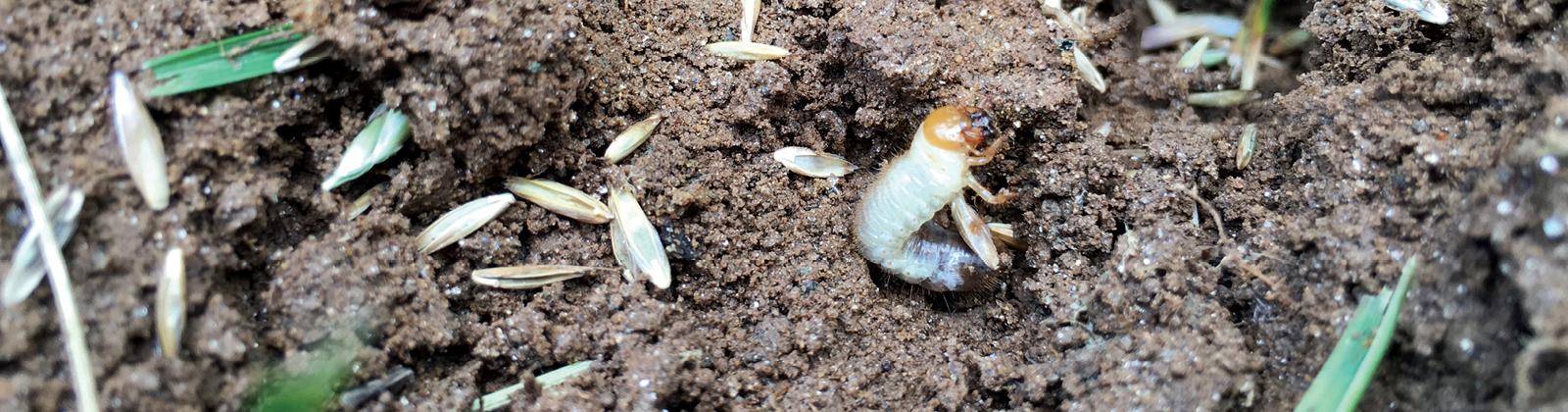 Grub Control: How To Get Rid of Grubs