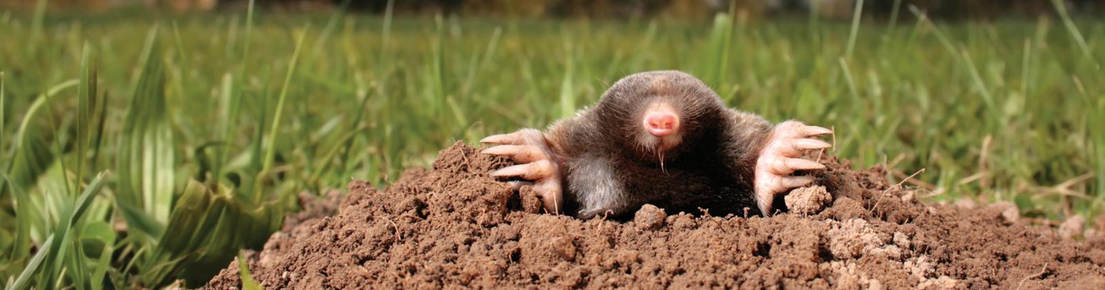 Mole Control Near Me: Natural Mole Repellent for Lawns