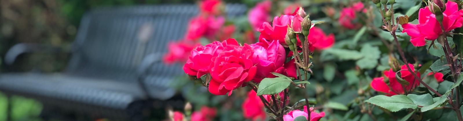 Rose Bush Care near me